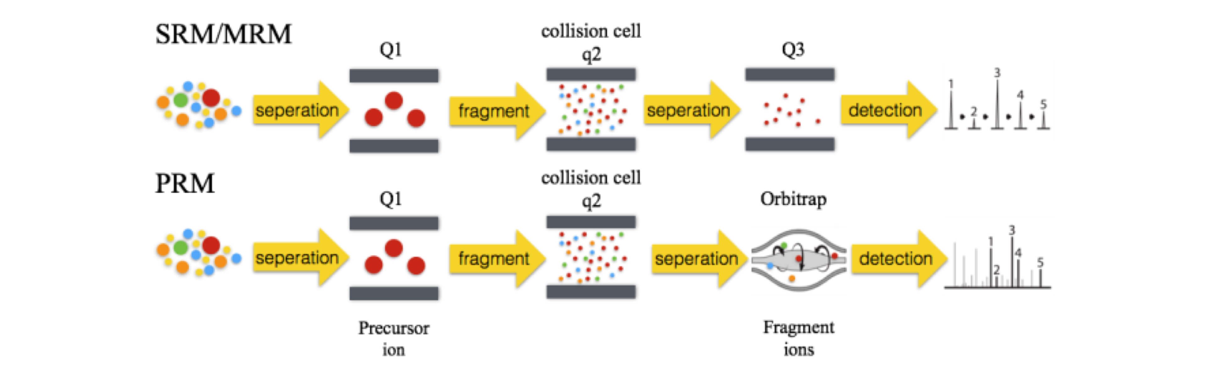 PRM靶向定量蛋白组学@2x (1).jpg